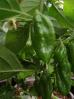 Trinidad Scorpion Green Verkreuzung nicht sortenrein Bild