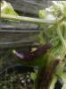 Fish Pepper mit lila Verfärbung verursacht durch pralle Sonne Bild