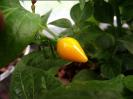 Biquinho Amarelo orange Frucht Bild