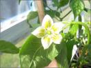 CAP 455 offene capsicum baccatum Blüte Bild