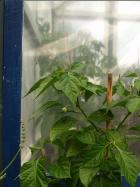 Trinidad Scorpion Green Pflanze Bild