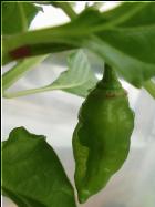 Trinidad Scorpion Green Frucht Bild