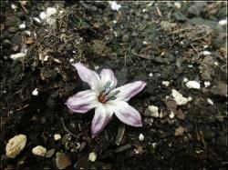abgefallende Blüte von der Black Hungarian Chili ganz einsam in der Erde Bild