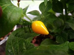 Biquinho Amarelo orange Frucht Bild