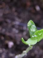 Chilipflanze mit drei Keimbättern Bild