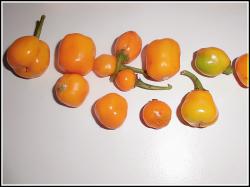 Habanero Orange Apple Bild