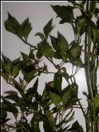 Greek Peperoni Pflanze Bild