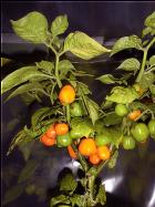 Habanero Orange Apple Pflanze Bild