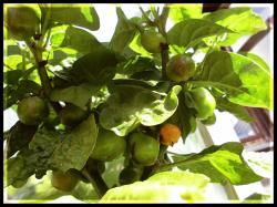 Habanero Orange Apple Früchte Bild